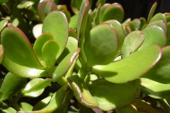 Leaves-of-Jade-plant