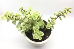 Other-Variety-of-Jade-plant
