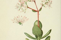 Plant-Illustration-of-Jade-plant