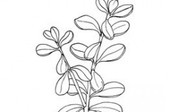 Sketch-of-Jade-plant