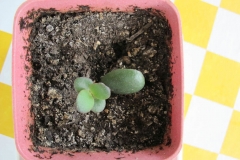 Small-Jade-plant