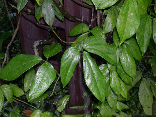 Leaves-of-Jade-vine
