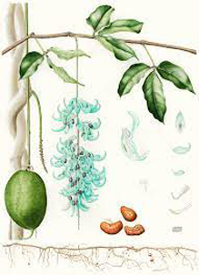 Plant-Illustration-of-Jade-Plant