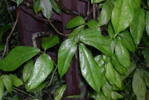 Leaves-of-Jade-vine
