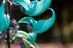 Closer-view-of-flowers-of-Jade-vine
