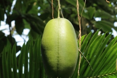 Immature-Fruit-of-Jade-Vine