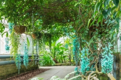 Jade-vine-Plant