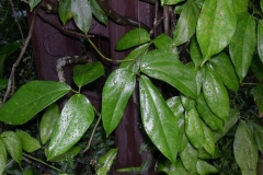 Leaves-of-Jade-vine