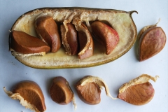 Mature-fruit-and-seeds-of-Jade-vine
