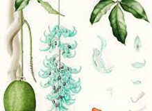 Plant-Illustration-of-Jade-Plant