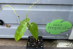 Sapling-of-Jade-vine