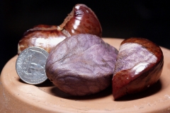 Seeds-of-Jade-vine