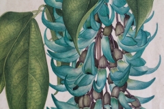 Sketch-of-Jade-vine