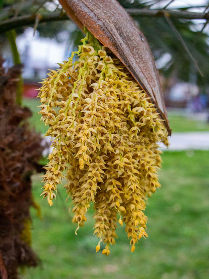 Flowers-of-Jaggery-palm