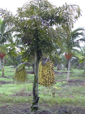 Jaggery-palm-plant