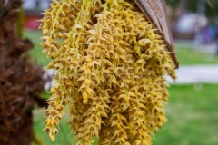 Flowers-of-Jaggery-palm