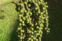 Immature-fruits-of-Jaggery-palm