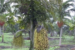 Jaggery-palm-plant