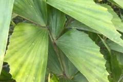 Leaves-of-Jaggery-palm