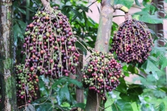 Mature-fruits-of-Jaggery-palm