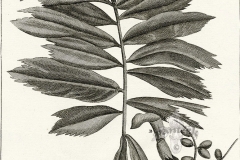 Plant-Illustration-of-Jaggery-palm