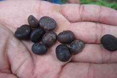Seeds-of-Jaggery-palm