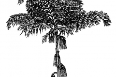 Sketch-of-Jaggery-palm