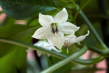 Close-up-flower-of-Jalapeno-pepper