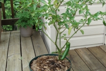 Jalapeno-pepper-plant