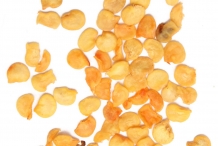 Jalapeno-pepper-seeds