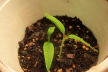 Sprouts-of-Jalapeno-pepper