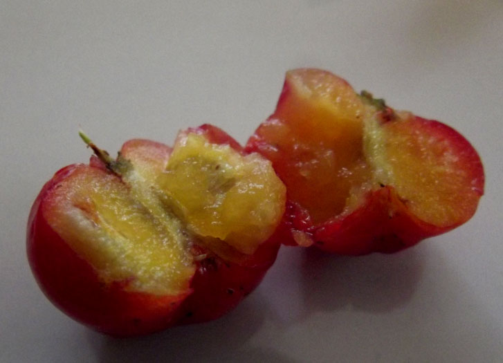 Half-cut-Jamaica-cherry-fruit