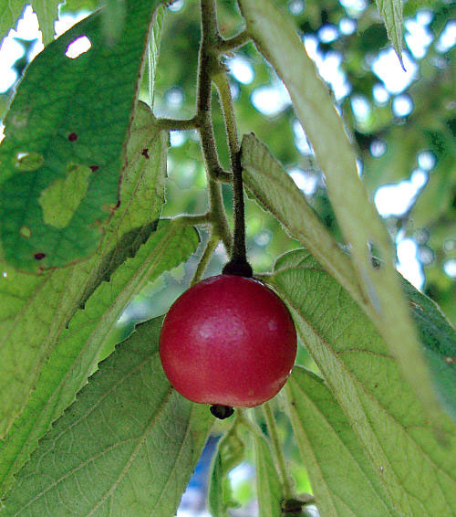 Ripe-fruit-of-Jamaica-cherry
