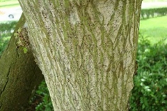 Bark-of-Jamaica-cherry-tree