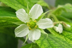 Closer-view-of-flower--of-Jamaica-cherry