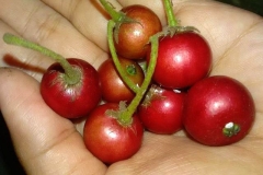 Collected-Jamaica-cherry