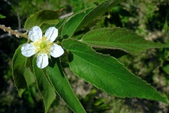 Flower-of-Jamaica-cherry