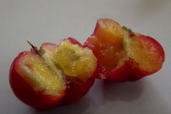 Half-cut-Jamaica-cherry-fruit