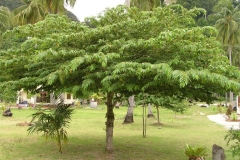 Jamaica-cherry-plant
