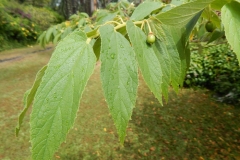 Leaves-of-Jamaica-cherry