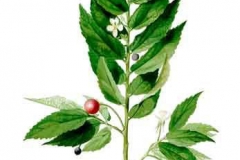 Plant-Illustration-of-Jamaica-cherry