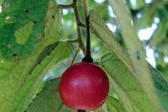 Ripe-fruit-of-Jamaica-cherry