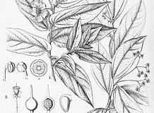 Sketch-of-Jamaica-cherry
