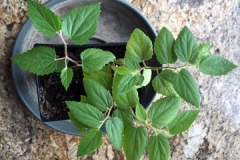 Small-Jamaica-cherry-plant
