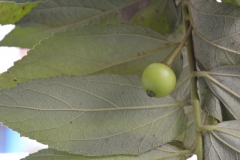 Unripe-fruit-of-Jamaica-cherry