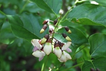 Flower-bud-of-Jamaican-Dogwood
