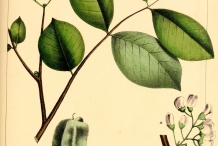 Illustration-of-Jamaican-Dogwood