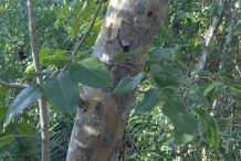 Jamaican-Dogwood-bark
