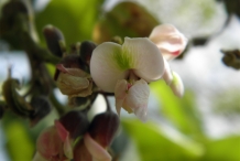 Jamaican-Dogwood-flower
