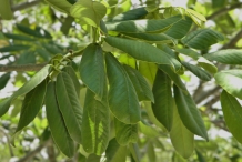 Jamaican-Dogwood-leaves